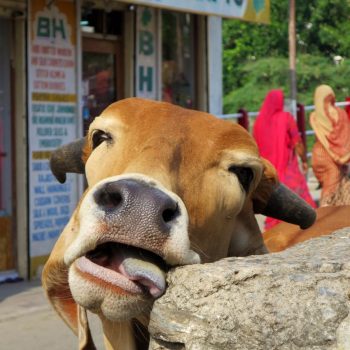 Indian Cow